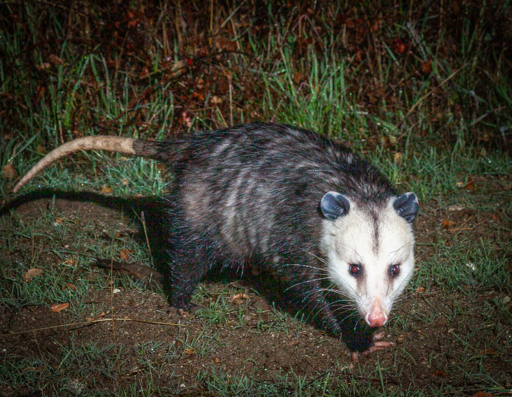 Outdoors: This random visitor is often misunderstood and misnamed – San Diego Union-Tribune