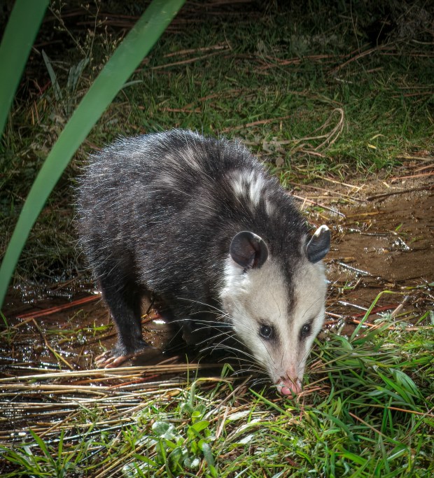 An opossum has a drink. (Ernie Cowan / For The San Diego Union-Tribune)