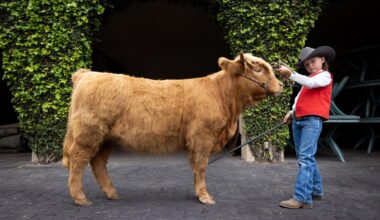Lamenting the decline of a county fair tradition – San Diego Union-Tribune