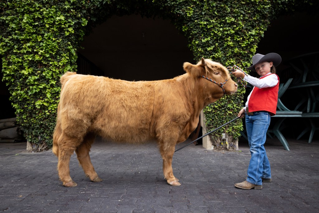 Lamenting the decline of a county fair tradition – San Diego Union-Tribune