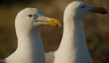 Why San Diego filmmaker Elliott Kennerson co-directed a film about lesbian seagulls – San Diego Union-Tribune