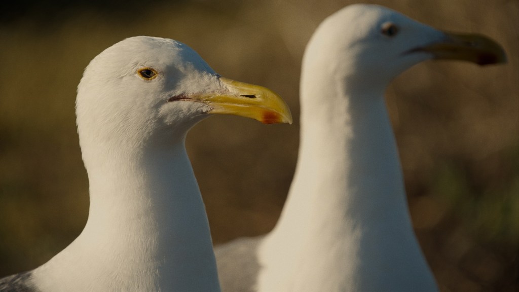 Why San Diego filmmaker Elliott Kennerson co-directed a film about lesbian seagulls – San Diego Union-Tribune
