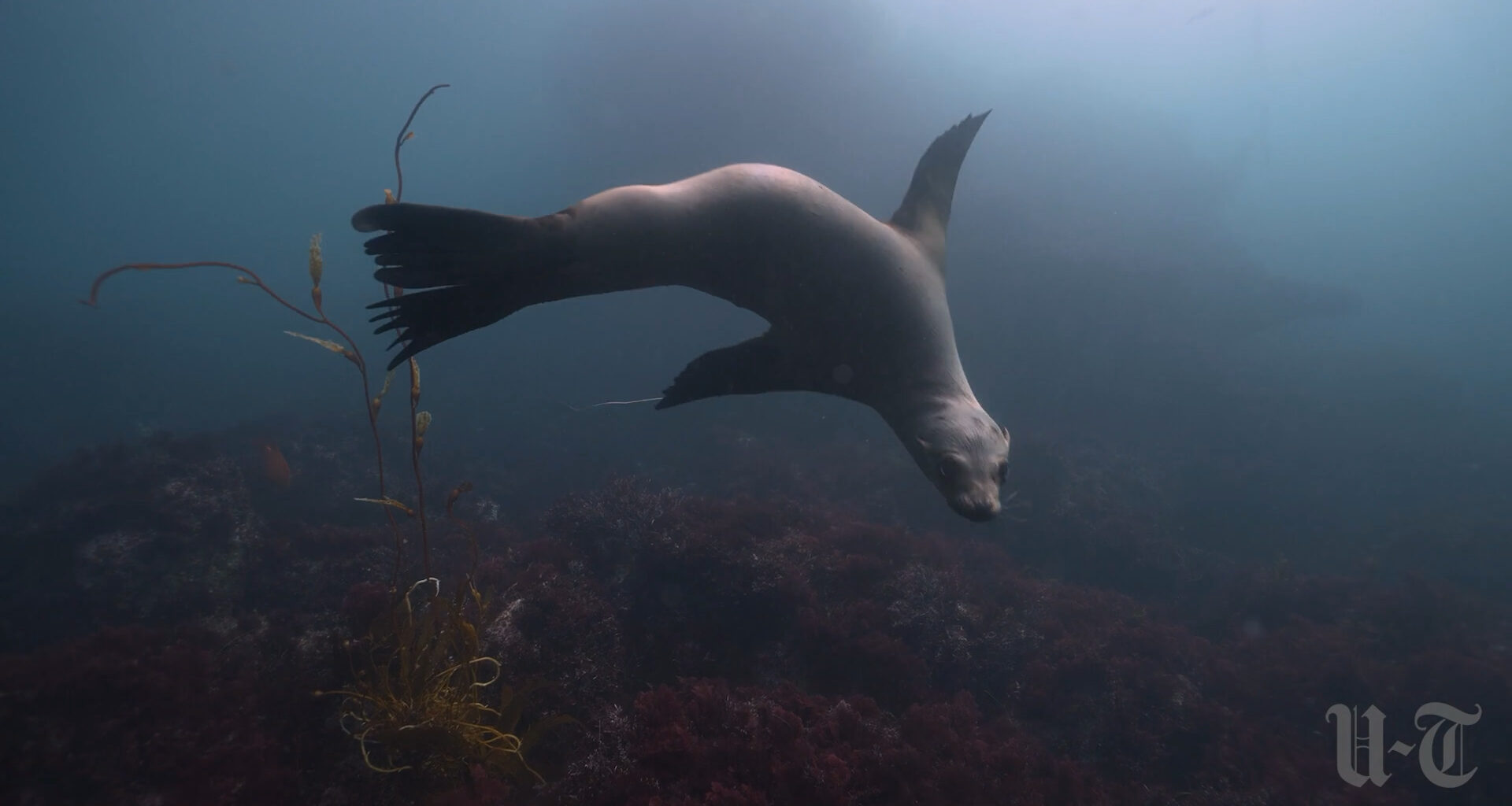 NOAA to investigate sea lion encounter in La Jolla shown in viral video – San Diego Union-Tribune