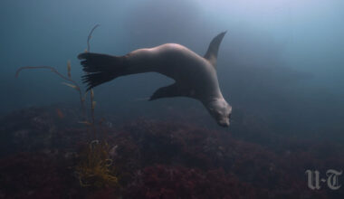 NOAA to investigate sea lion encounter in La Jolla shown in viral video – San Diego Union-Tribune