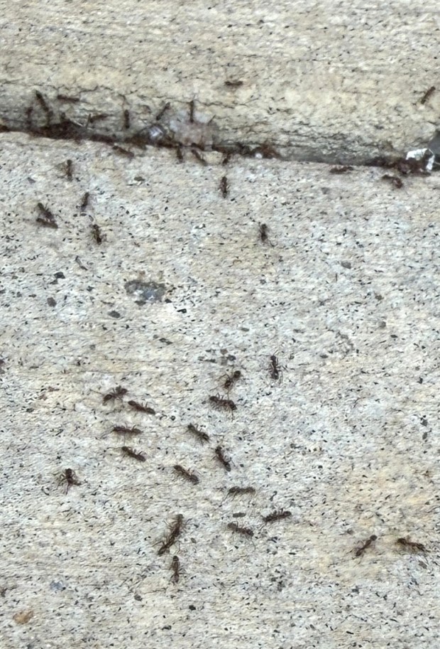 Ant-control treatments for one species may not work on another, so proper identification is important, UC researchers say. (Leah Taylor)