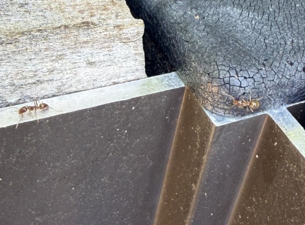 Ants can climb most surfaces and can be found in many unusual places. The most common species seen in San Diego is the Argentine ant. (Leah Taylor)