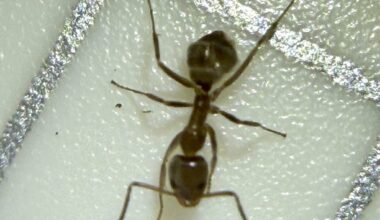 Garden Mastery: A revealing look at ants, tiny insects with a big impact – San Diego Union-Tribune