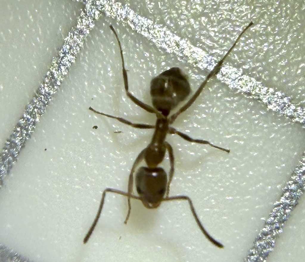 Garden Mastery: A revealing look at ants, tiny insects with a big impact – San Diego Union-Tribune