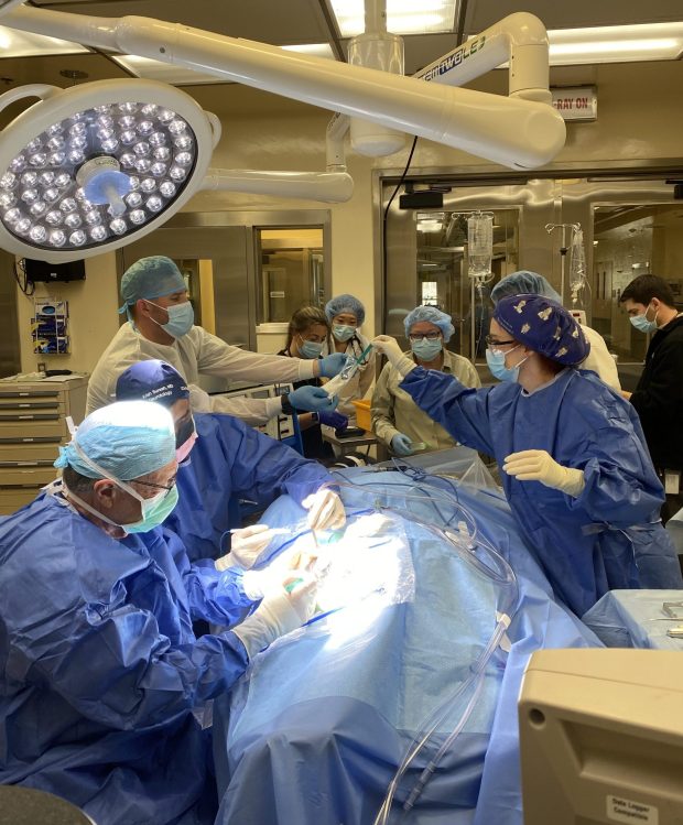A 12-year-old western lowland gorilla named Mizani at San Diego Zoo Safari Park underwent a mastoidectomy to treat an infection of a large bone behind his ear. The surgery was performed by wildlife health experts and surgeons from UC San Diego Health. (San Diego Zoo)
