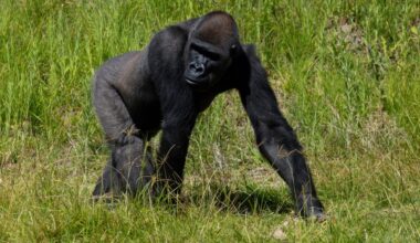 San Diego Safari Park gorilla undergoes landmark surgery for bone infection with help from UCSD – San Diego Union-Tribune