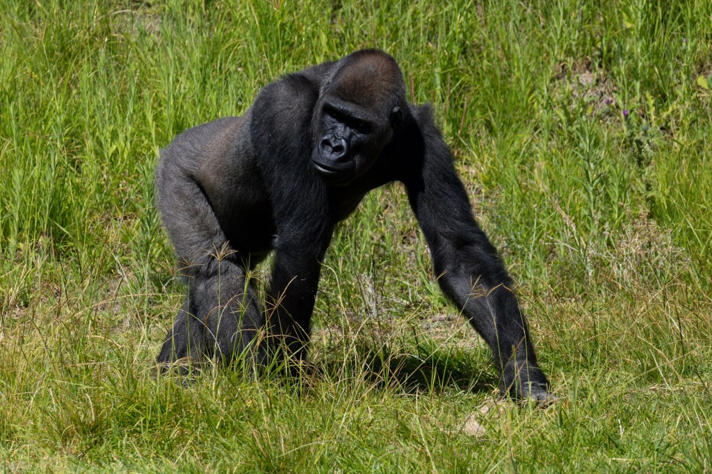 San Diego Safari Park gorilla undergoes landmark surgery for bone infection with help from UCSD – San Diego Union-Tribune