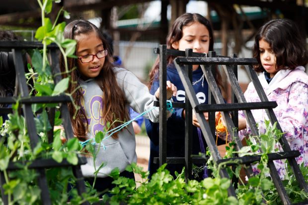 Mia Toledo, 8, center, and other students create their own spiderweb in the garden at Olivewood Elementary School in National City. (Meg McLaughlin / The San Diego Union-Tribune)