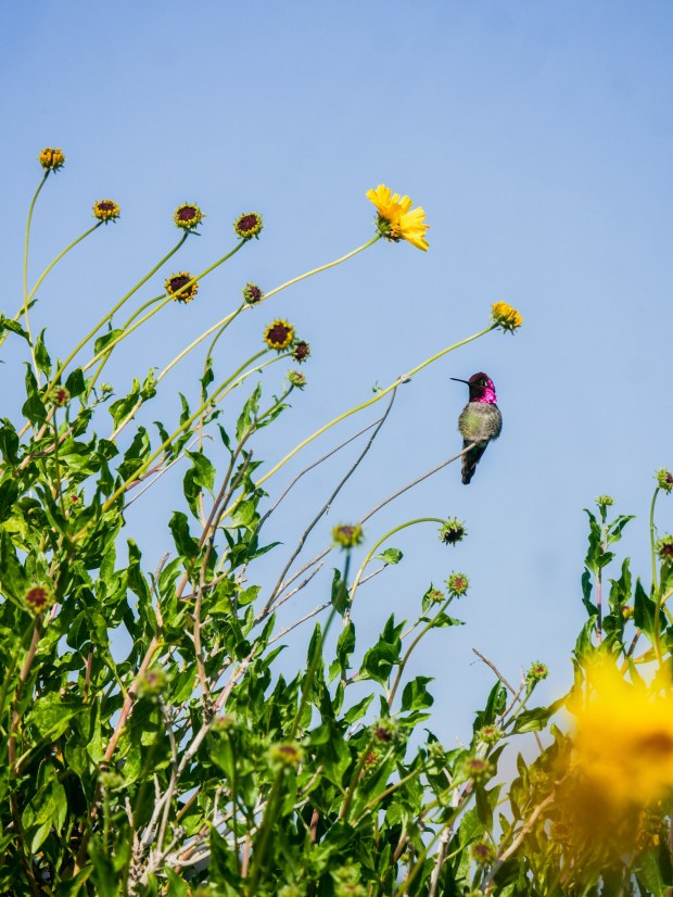 A hummingbird alights on a bush sunflower (Encelia californica) at UC San Diego's Kendall-Frost Mission Bay Marsh Reserve, in Mission Bay. (San Diego Bird Alliance)