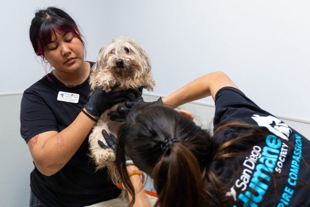 San Diego, CA - Marielle Legaspi (L) and Sunny Navarro (R) perform an intake exam on Bella, who was found in Serra Mesa and taken to the SD Humane Society on Monday, July 6, 2026, in San Diego, CA. (Brandon Pollard / The San Diego Union-Tribune)