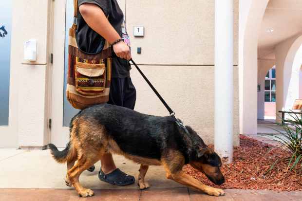 San Diego, CA - Jordan Ortega of El Cajon is reunited with his dog, Rocky, who went missing over the weekend on Monday, July 6, 2026, in San Diego, CA. (Brandon Pollard / The San Diego Union-Tribune)