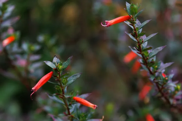 Firecracker plants. (Kristian Carreon / The San Diego Union-Tribune)