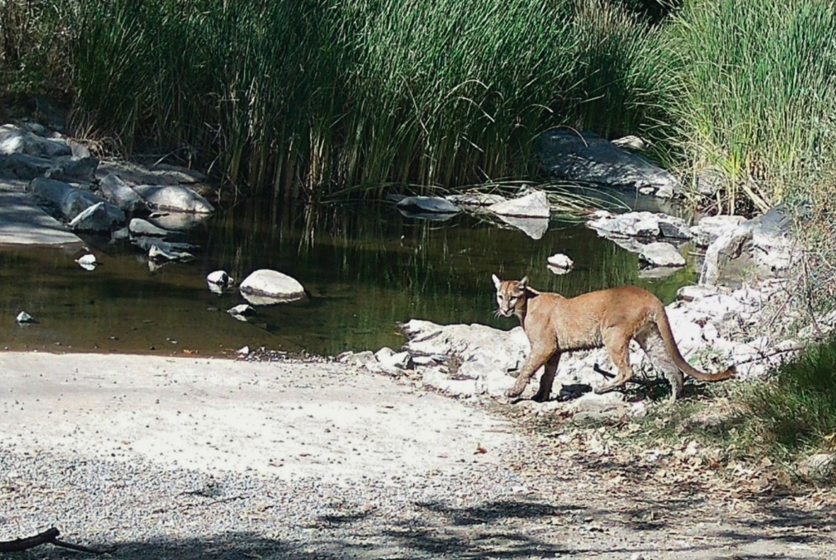 Mountain lion spotted twice in Mission Trails Regional Park