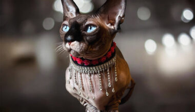 Think your pet is the cutest? San Diego Humane Society launches annual photo contest. – San Diego Union-Tribune