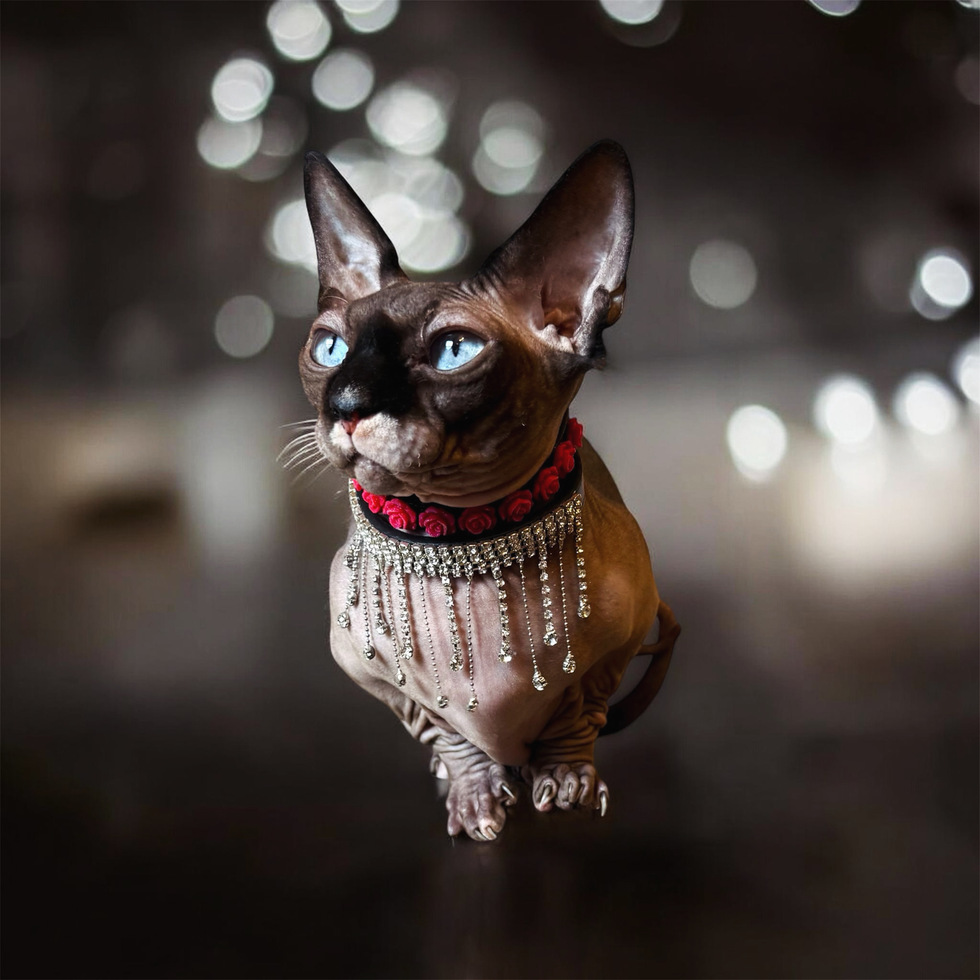 Think your pet is the cutest? San Diego Humane Society launches annual photo contest. – San Diego Union-Tribune