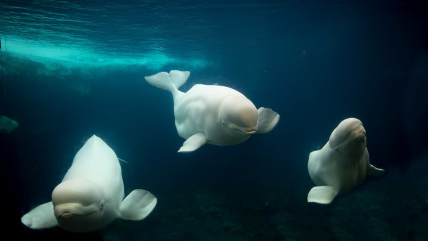 SeaWorld San Diego's beluga whales. From left to right are Klondike, Allua, and Oliver.