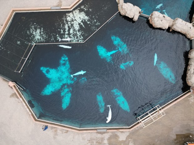 This aerial view shows various belugas still held in captivity at the now closed Artic Cove exhibit, at Marineland, in Niagara Falls, Canada, on November 13, 2025. The remaining 30 captive belugas at Canada's Marineland have nothing to do but wait.The reportedly broke former tourist attraction is closed to visitors, so the whales circle their decaying pools, while the park's owners -- who issued a shocking threat to euthanize the belugas -- spar with the government over what happens next. (Photo by DaphnÃ© LEMELIN / AFP via Getty Images)