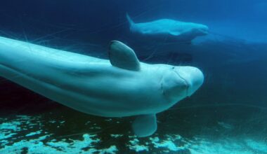 SeaWorld steps in to save Marineland whales at risk of being euthanized – San Diego Union-Tribune