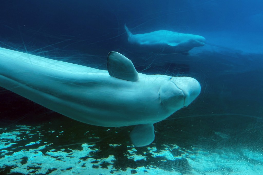 SeaWorld steps in to save Marineland whales at risk of being euthanized – San Diego Union-Tribune