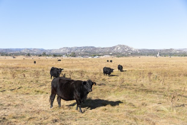 A field of cattle in October 2024 in Campo (Ana Ramirez / The San Diego Union-Tribune)