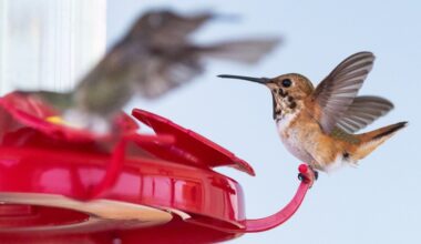 So you want to create a hummingbird habitat? Here’s how. – San Diego Union-Tribune