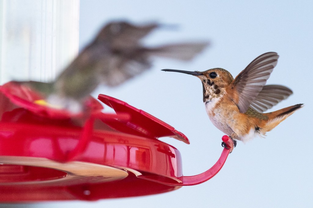 So you want to create a hummingbird habitat? Here’s how. – San Diego Union-Tribune