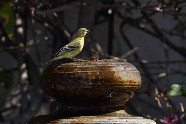 A small fountain at McLeod's home also serves as a stopping point for a lesser goldfinch. (Luke Johnson / The San Diego Union-Tribune)
