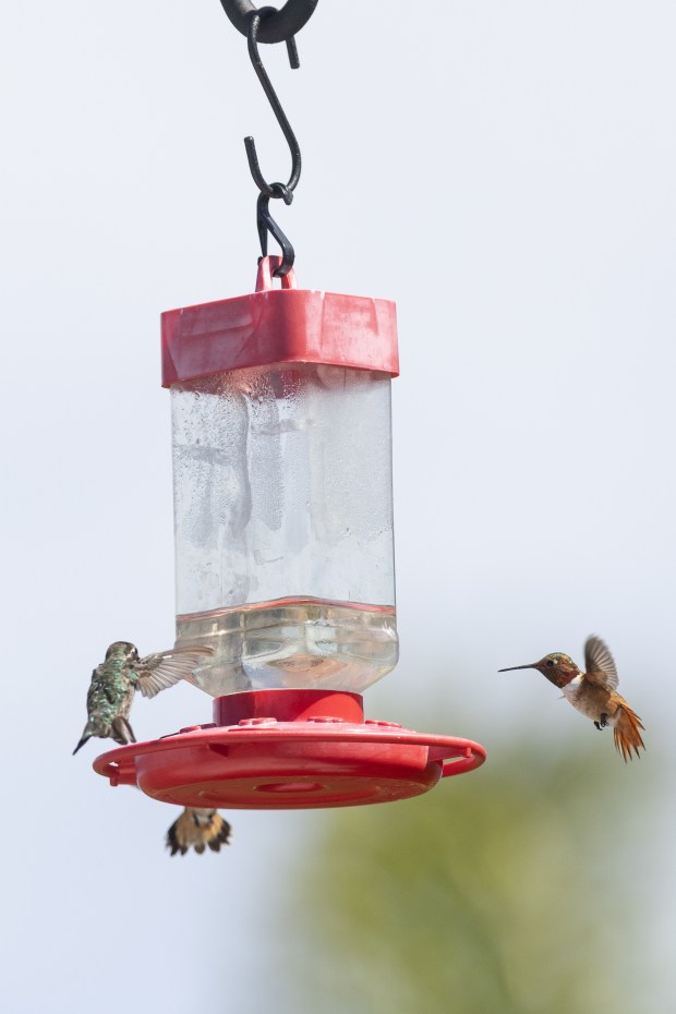 After trying several types of feeders, McLeod settled on ones that are easier to fill and to clean. (Luke Johnson / The San Diego Union-Tribune)