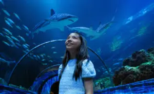 Summer Nights at SeaWorld San Diego