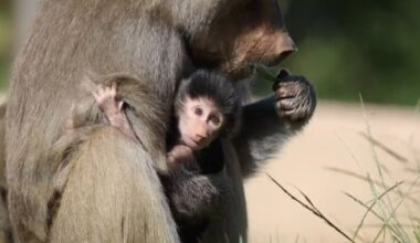 Hamadryas baboon infant Makeda at San Diego Zoo