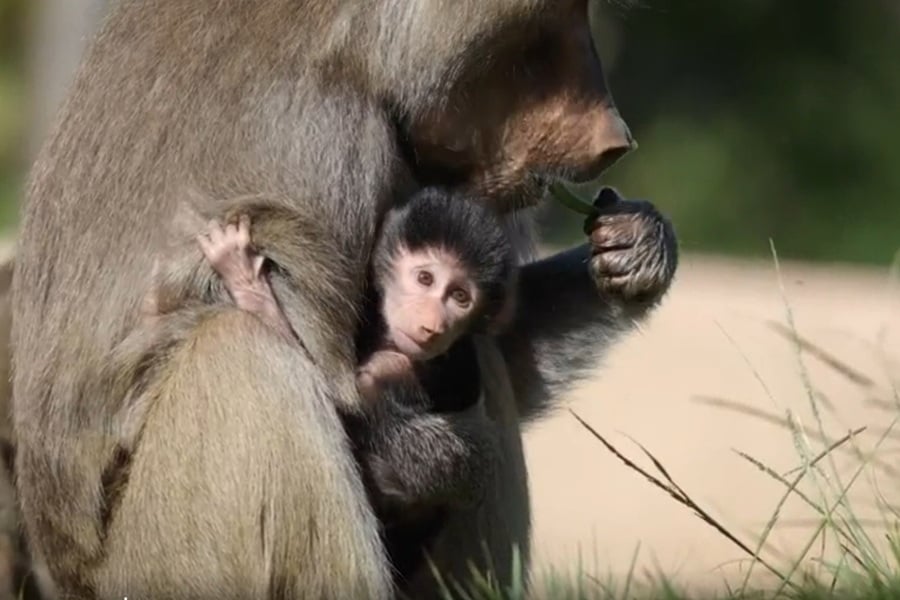 Hamadryas baboon infant Makeda at San Diego Zoo