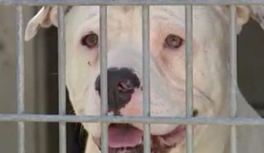 Fake OC animal charity founder charged after dozens of dogs rescued from hot cars