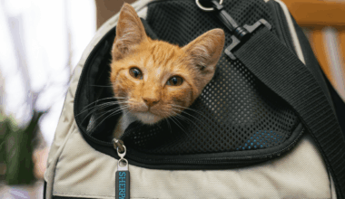 Humane Society waives fees for reclaiming pets lost during July 4th weekend