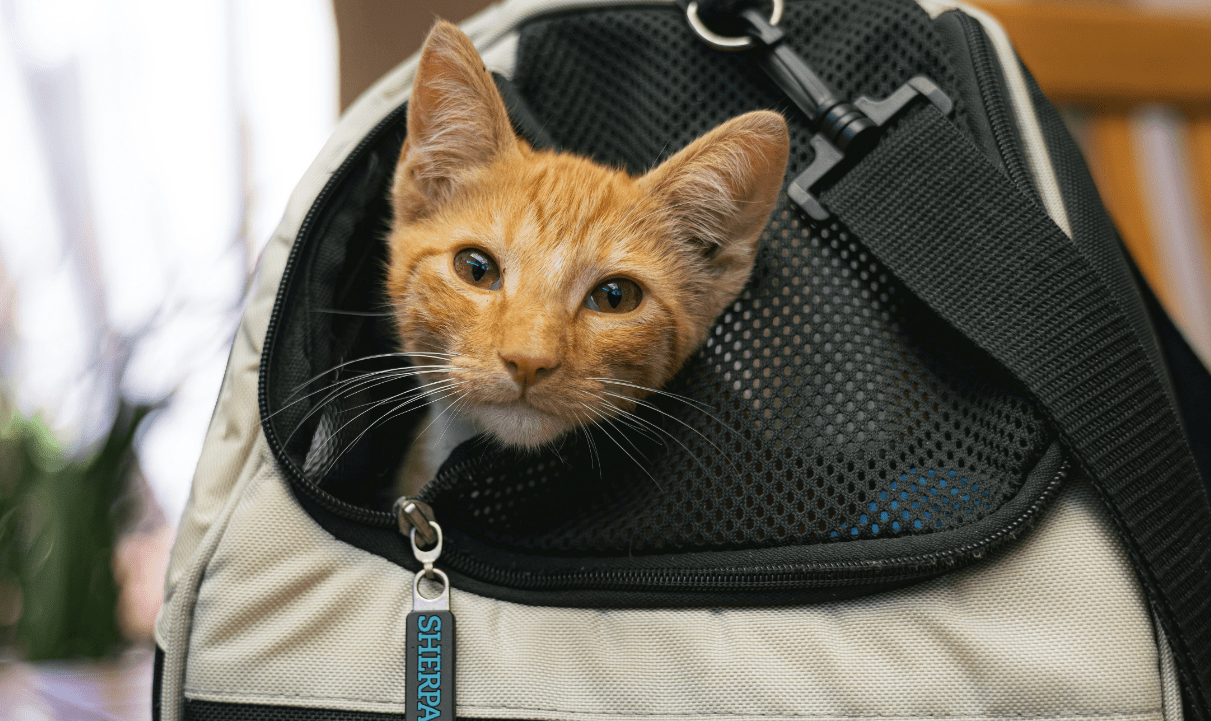 Humane Society waives fees for reclaiming pets lost during July 4th weekend