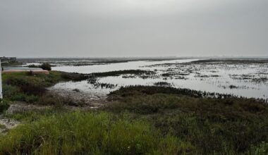 Adding soil has helped restoration efforts of wetlands in OC