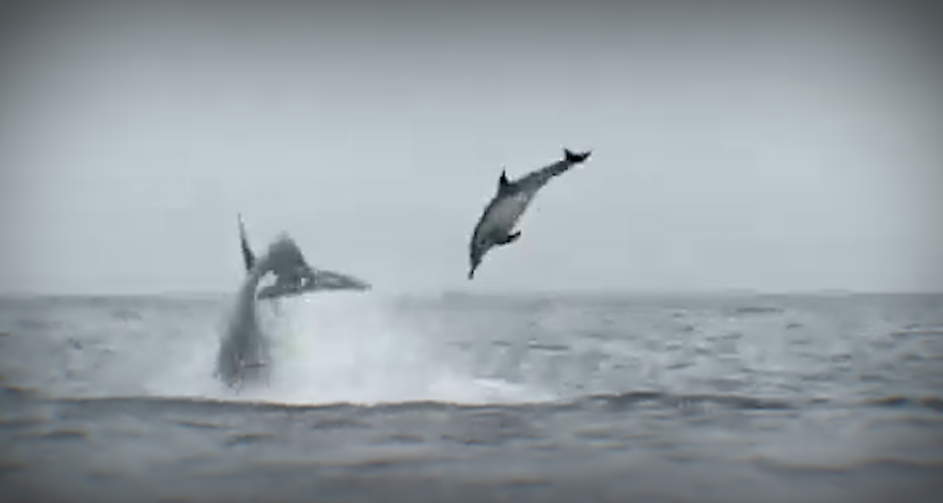 Orcas flip dolphins off California's Monterey Bay