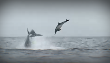 Orcas flip dolphins off California's Monterey Bay