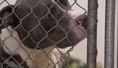 Hundreds of stray pets turned into SoCal shelters after July Fourth – NBC Los Angeles