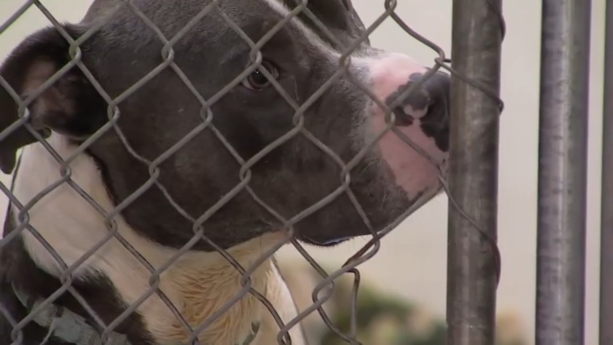 Hundreds of stray pets turned into SoCal shelters after July Fourth – NBC Los Angeles