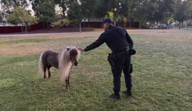 Watch: Shetland pony found wandering loose in California neighborhood