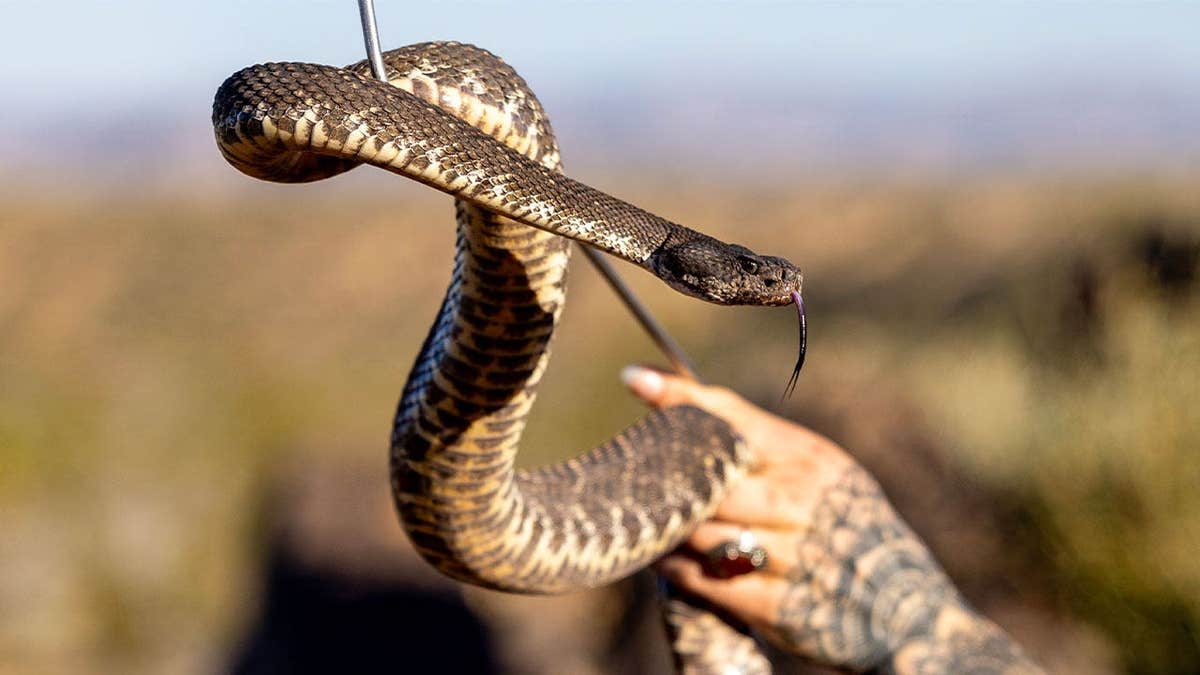 Southern Pacific rattlesnake held by a snake wrangler in Landers, California