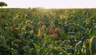 Why tomatoes fill trucks and spill onto roads around Sacramento