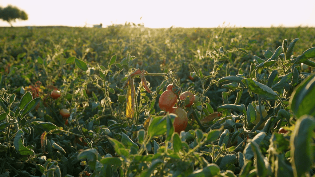 Why tomatoes fill trucks and spill onto roads around Sacramento