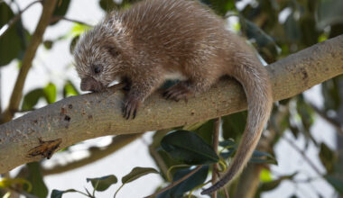 San Diego Zoo Welcomes Adorable Baby Porcupette