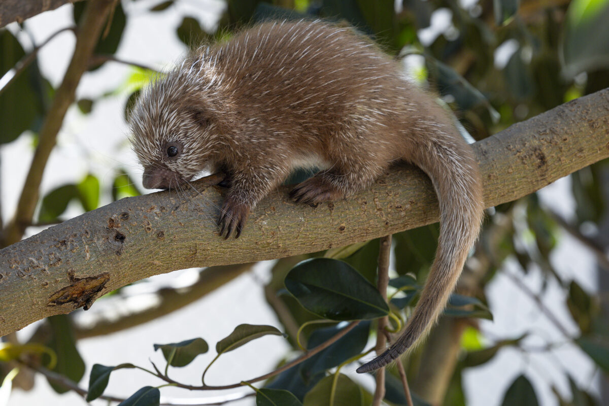 San Diego Zoo Welcomes Adorable Baby Porcupette
