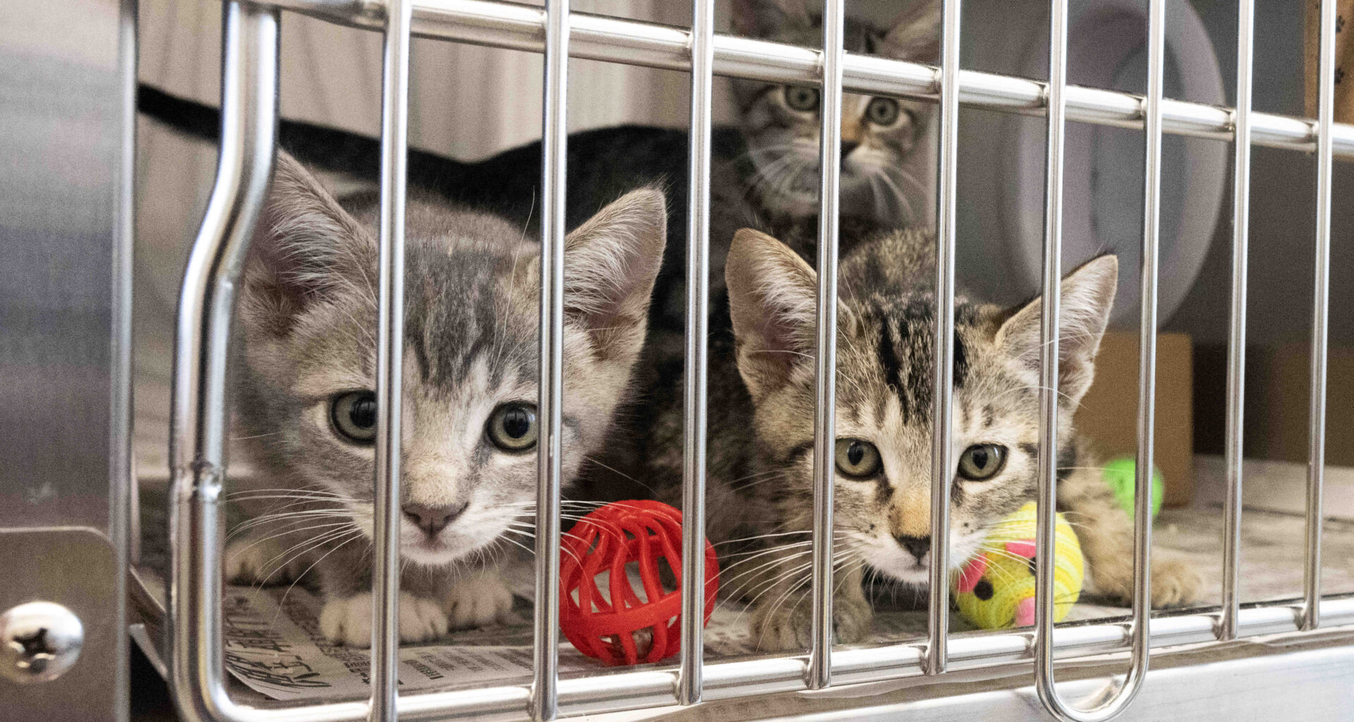New free and low-cost veterinary care available in Carson – Press Telegram
